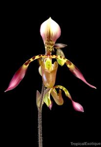 Paphiopedilum haynaldianum