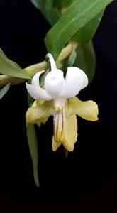 Dendrobium uniflorum