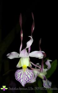 Dendrobium leporinum