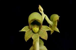 Catasetum sanguineum