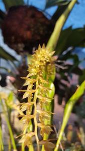 Dendrochilum abbreviatum