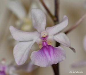 Holcoglossum amesianum