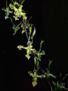 Dendrobium strebloceras