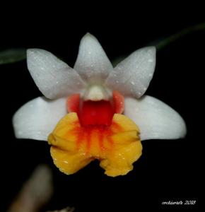 Dendrobium bellatulum