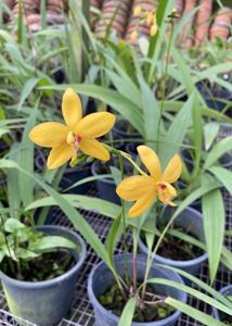 Spathoglottis aurea