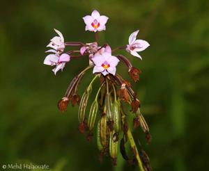 Spathoglottis papuana