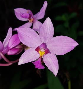 Spathoglottis plicata