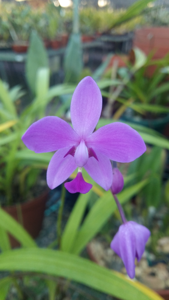 Spathoglottis plicata