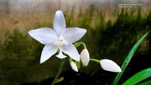 Spathoglottis plicata