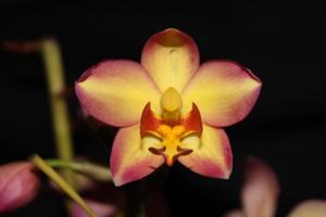 Spathoglottis plicata