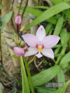 Spathoglottis plicata