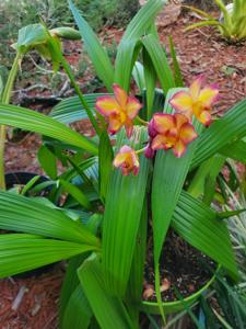 Spathoglottis plicata