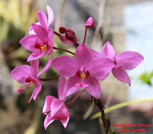 Spathoglottis plicata