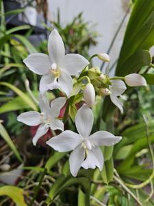 Spathoglottis plicata