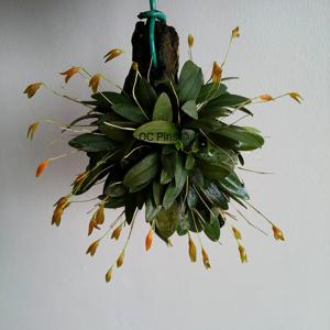 Specklinia corniculata