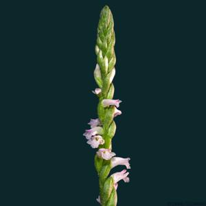 Spiranthes sinensis