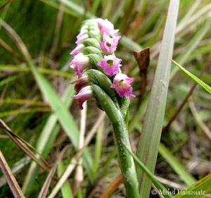 Spiranthes sinensis
