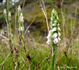Spiranthes sinensis