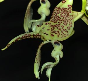 Stanhopea costaricensis