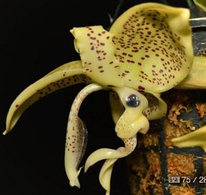 Stanhopea costaricensis