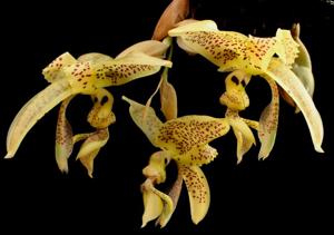 Stanhopea costaricensis