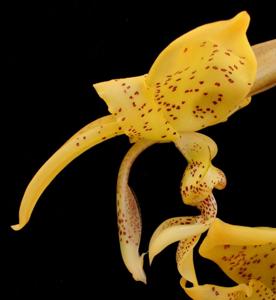 Stanhopea costaricensis