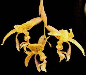 Stanhopea costaricensis