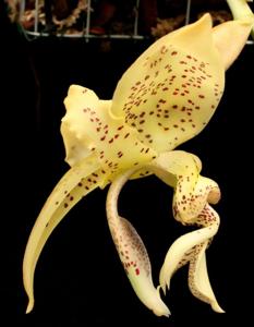 Stanhopea costaricensis