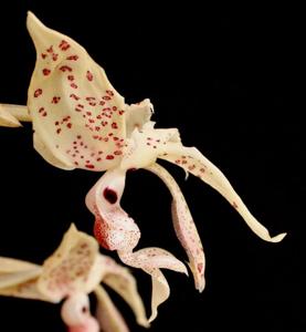 Stanhopea costaricensis