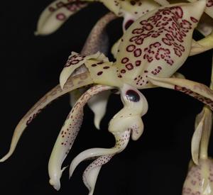 Stanhopea costaricensis