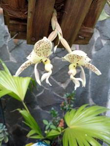 Stanhopea costaricensis