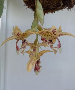 Stanhopea costaricensis