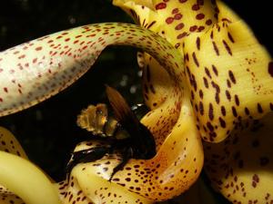 Stanhopea costaricensis