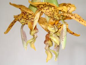 Stanhopea costaricensis