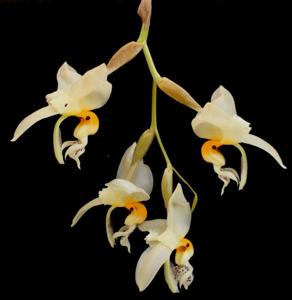 Stanhopea embreei