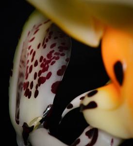 Stanhopea embreei