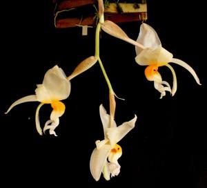 Stanhopea embreei