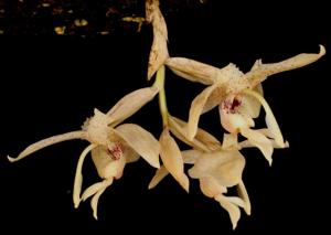 Stanhopea florida