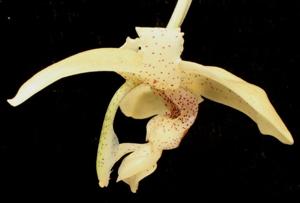 Stanhopea florida