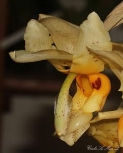 Stanhopea gibbosa