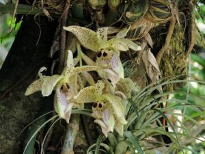 Stanhopea gibbosa