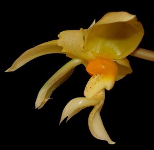 Stanhopea graveolens