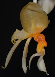 Stanhopea graveolens