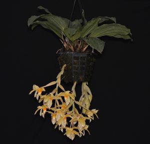 Stanhopea graveolens