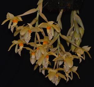 Stanhopea graveolens