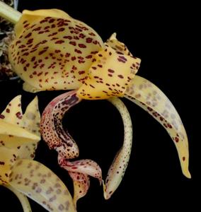 Stanhopea guttulata