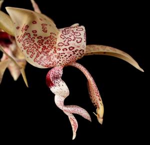 Stanhopea haseloffiana