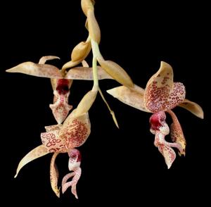 Stanhopea haseloffiana