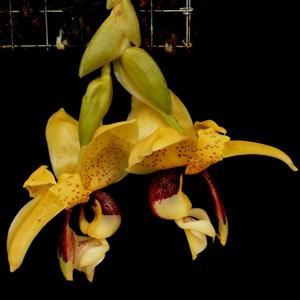 Stanhopea insignis