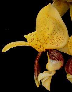 Stanhopea insignis